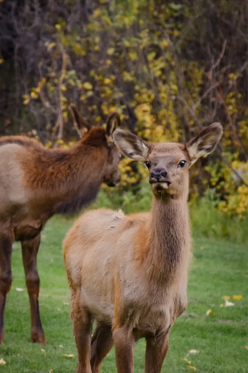 Two young elk in a meadow