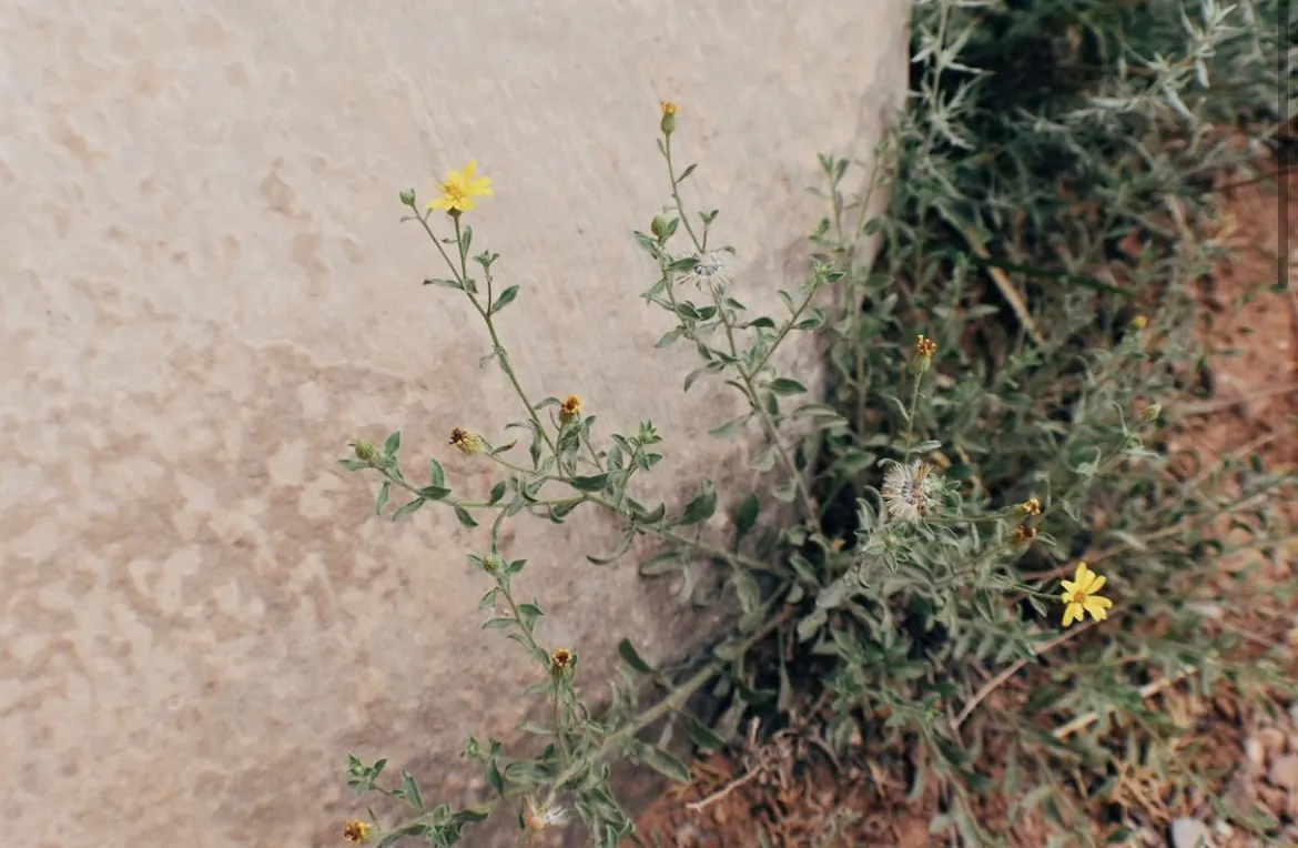 Small yellow wildflowers against a sandstone wall
