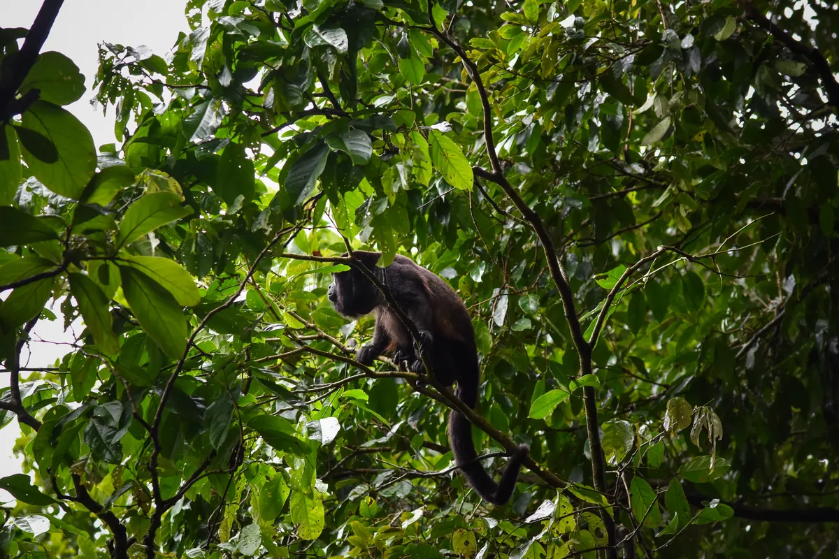 Monkey in a leafy tree